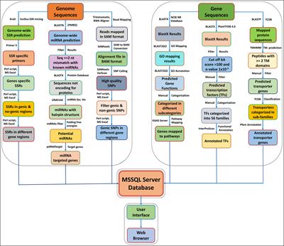 Amaranth Genomic Resource Database: an integrated database resource of Amaranth genes and genomics